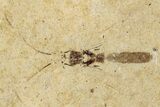 Fossil True Bug (Hemiptera) and Beetle (Coleoptera) - France #297179-1